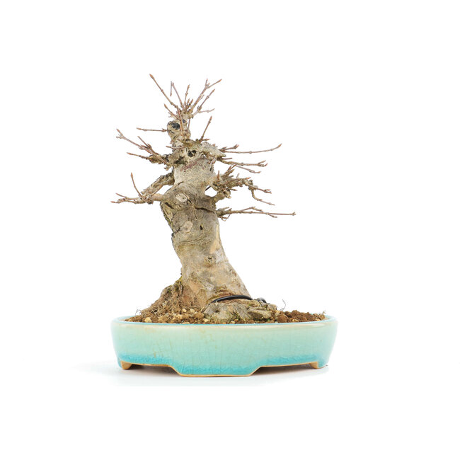 Acer buergerianum, 16 cm, ± 20 jaar oud