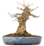 Acer buergerianum, 14 cm, ± 20 jaar oud