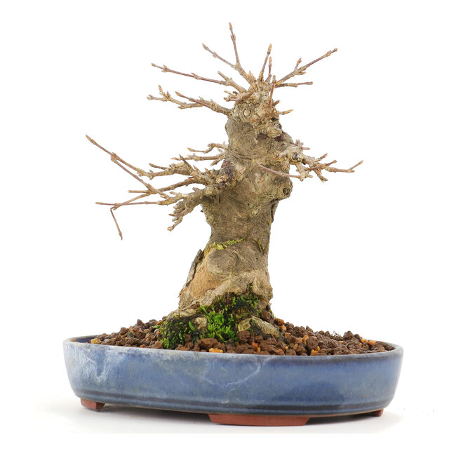 Acer buergerianum, 14 cm, ± 20 anni