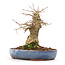 Acer buergerianum, 14 cm, ± 20 years old