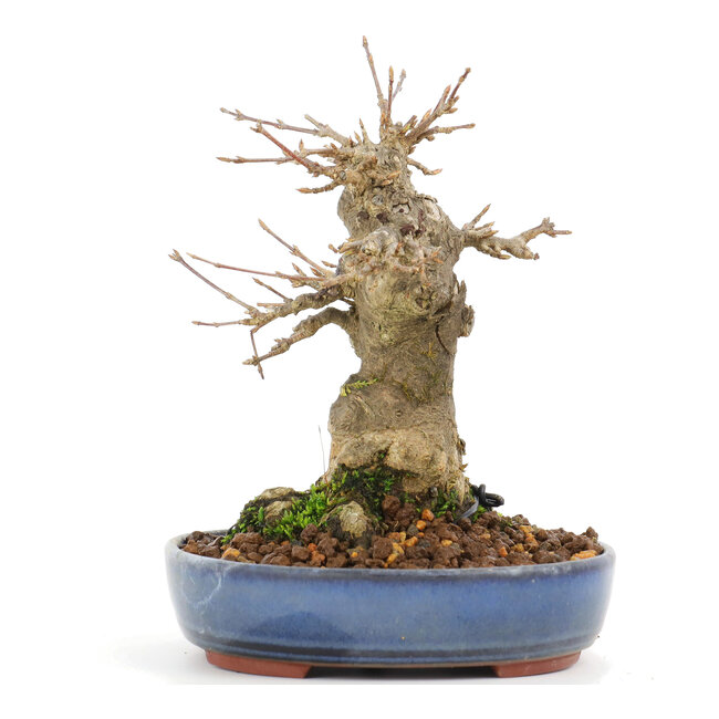 Acer buergerianum, 14 cm, ± 20 years old