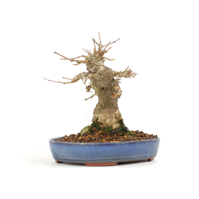 Acer buergerianum, 14 cm, ± 20 jaar oud
