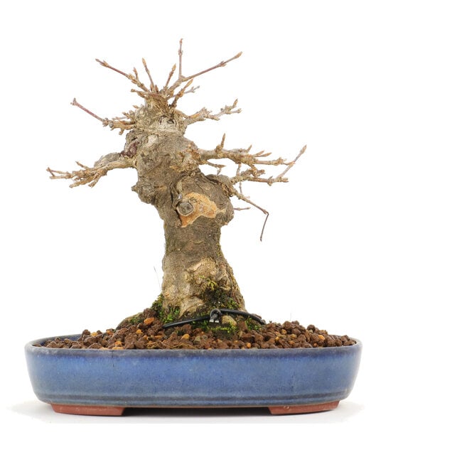 Acer buergerianum, 14 cm, ± 20 años