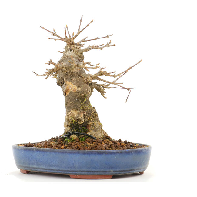 Acer buergerianum, 14 cm, ± 20 Jahre alt