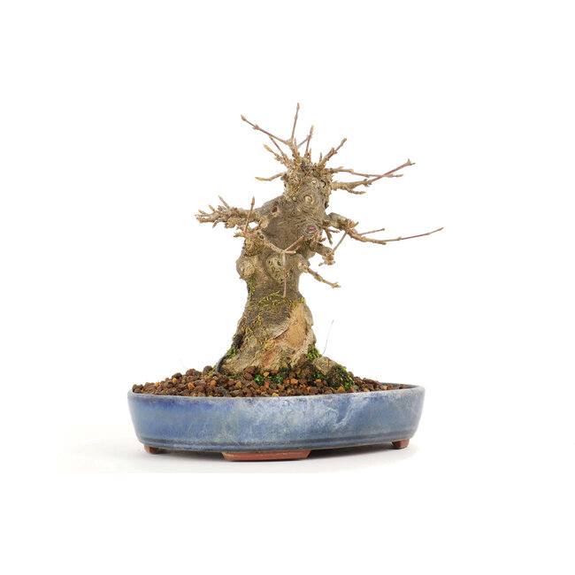 Acer buergerianum, 14 cm, ± 20 jaar oud