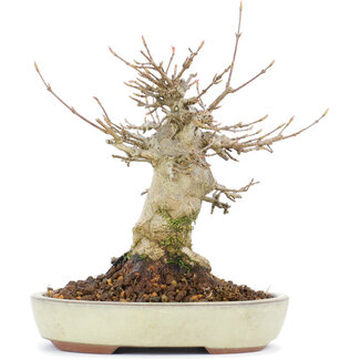 Acer buergerianum, 14 cm, ± 20 jaar oud