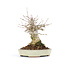 Acer buergerianum, 14 cm, ± 20 years old