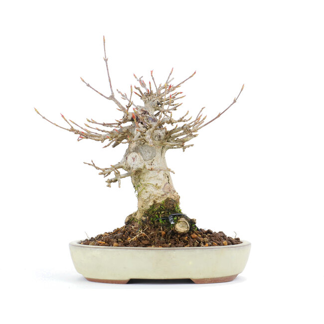 Acer buergerianum, 14 cm, ± 20 years old