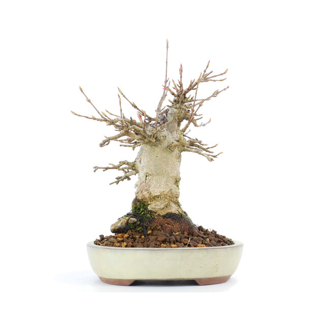 Acer buergerianum, 14 cm, ± 20 años