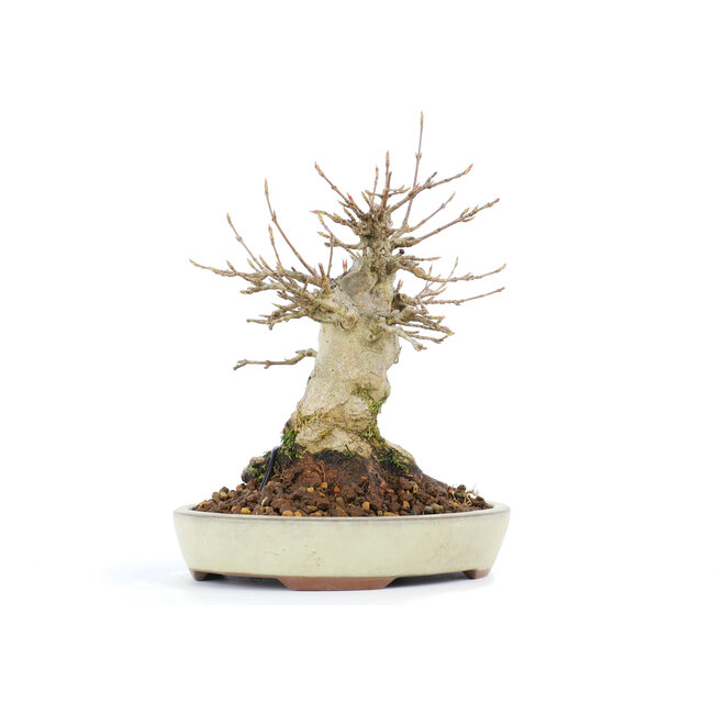 Acer buergerianum, 14 cm, ± 20 years old