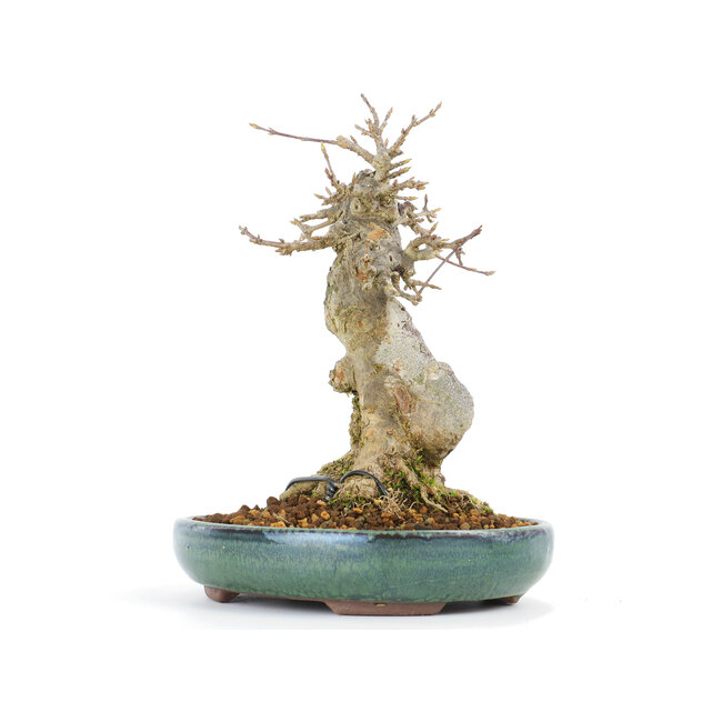 Acer buergerianum, 16 cm, ± 20 años