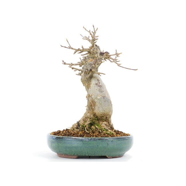 Acer buergerianum, 16 cm, ± 20 Jahre alt