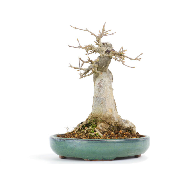 Acer buergerianum, 16 cm, ± 20 Jahre alt