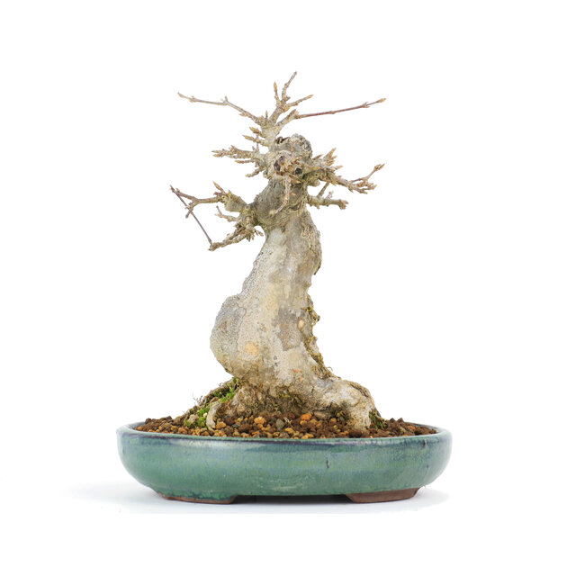 Acer buergerianum, 16 cm, ± 20 Jahre alt