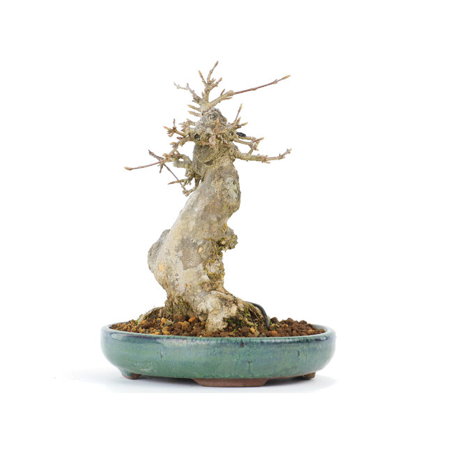 Acer buergerianum, 16 cm, ± 20 años