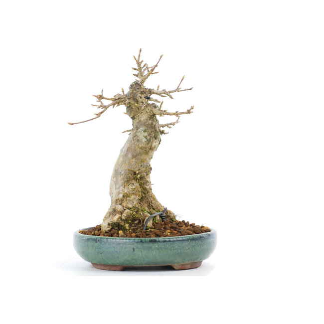 Acer buergerianum, 16 cm, ± 20 años