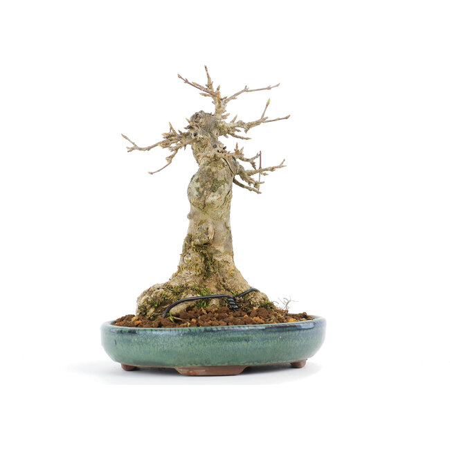 Acer buergerianum, 16 cm, ± 20 años