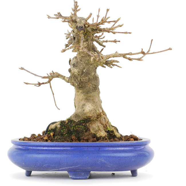 Acer buergerianum, 14,5 cm, ± 20 anni