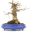 Acer buergerianum, 14,5 cm, ± 20 jaar oud