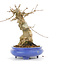 Acer buergerianum, 14,5 cm, ± 20 Jahre alt