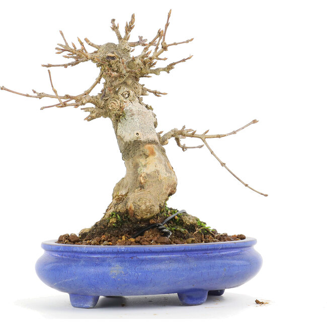 Acer buergerianum, 14,5 cm, ± 20 anni