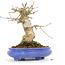 Acer buergerianum, 14,5 cm, ± 20 Jahre alt