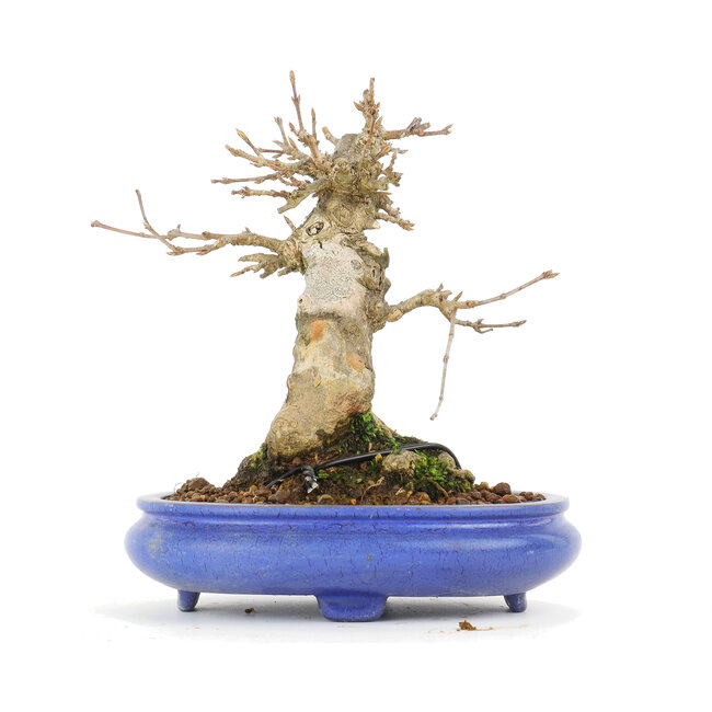 Acer buergerianum, 14,5 cm, ± 20 jaar oud