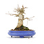 Acer buergerianum, 14,5 cm, ± 20 years old