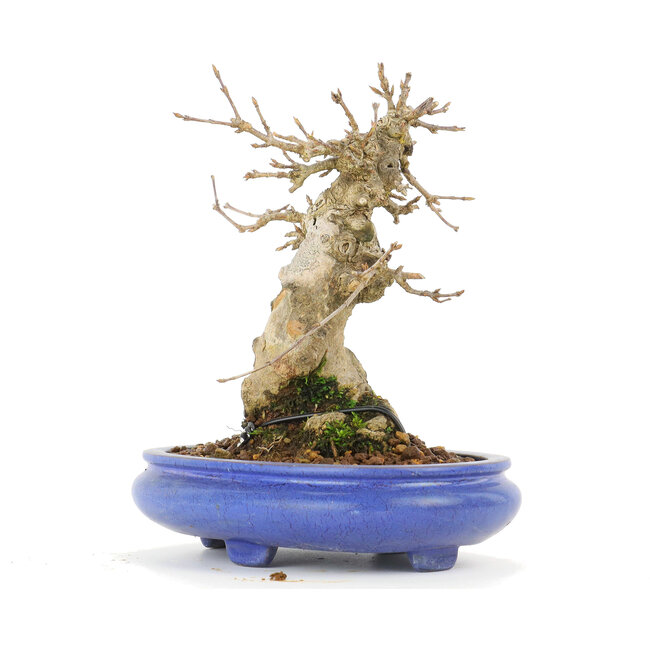 Acer buergerianum, 14,5 cm, ± 20 años