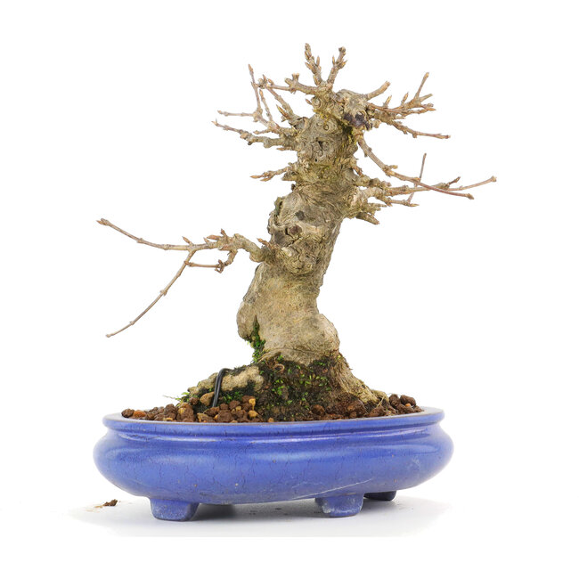 Acer buergerianum, 14,5 cm, ± 20 years old