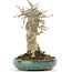 Acer buergerianum, 17 cm, ± 20 years old