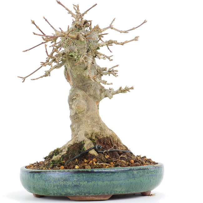 Acer buergerianum, 17 cm, ± 20 jaar oud