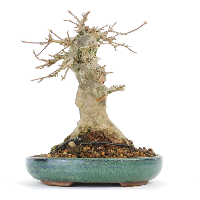 Acer buergerianum, 17 cm, ± 20 años