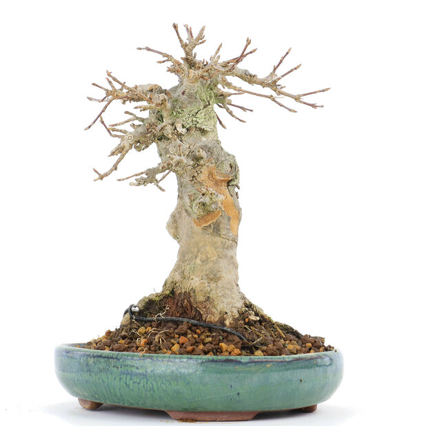 Acer buergerianum, 17 cm, ± 20 años