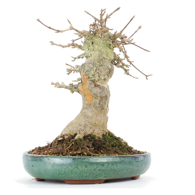 Acer buergerianum, 17 cm, ± 20 años