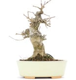 Acer buergerianum, 15,3 cm, ± 20 jaar oud