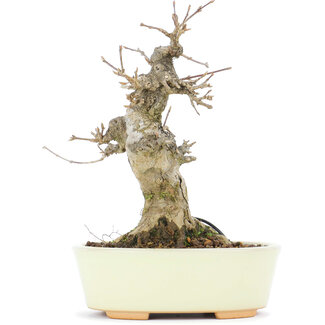 Acer buergerianum, 15,3 cm, ± 20 jaar oud