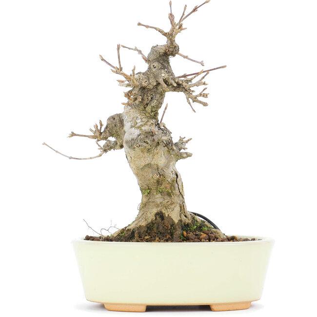 Acer buergerianum, 15,3 cm, ± 20 anni