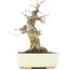 Acer buergerianum, 15,3 cm, ± 20 years old