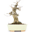 Acer buergerianum, 15,3 cm, ± 20 years old