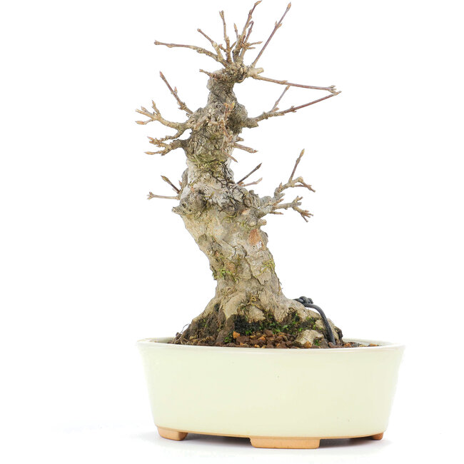 Acer buergerianum, 15,3 cm, ± 20 years old