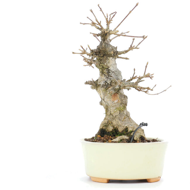 Acer buergerianum, 15,3 cm, ± 20 Jahre alt