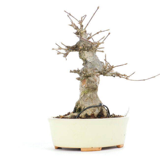 Acer buergerianum, 15,3 cm, ± 20 years old