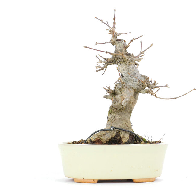 Acer buergerianum, 15,3 cm, ± 20 Jahre alt