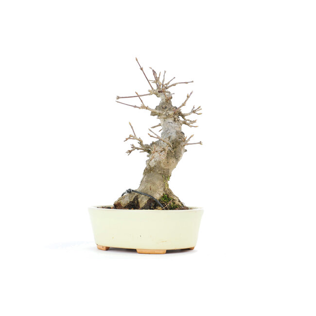 Acer buergerianum, 15,3 cm, ± 20 years old