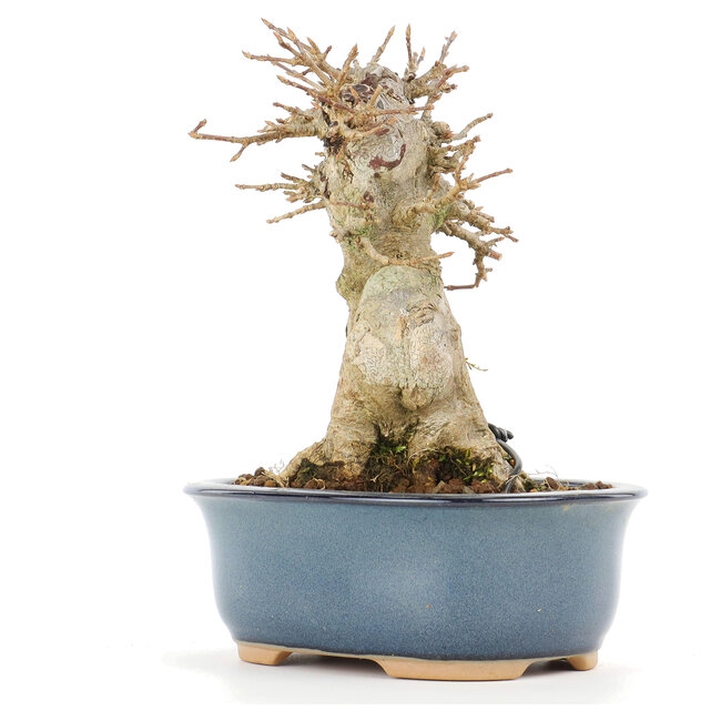 Acer buergerianum, 13 cm, ± 20 years old