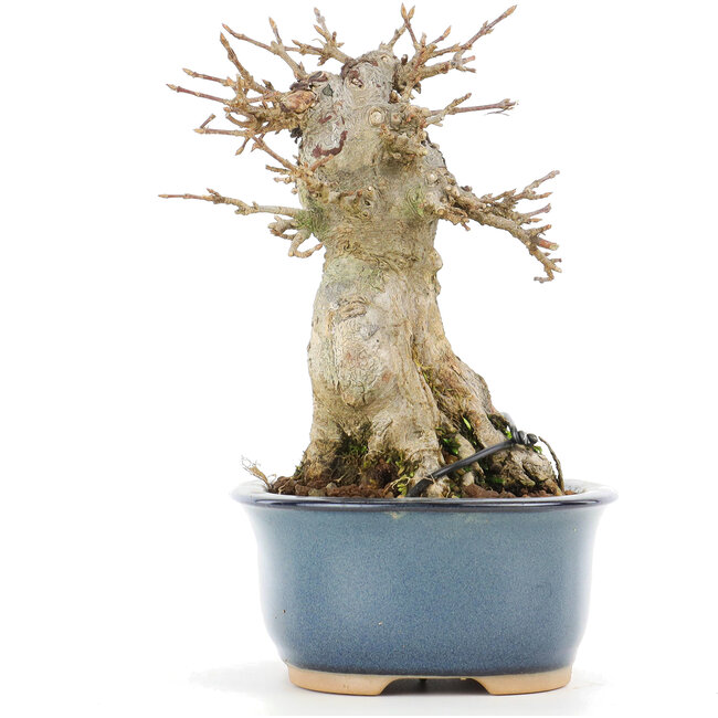 Acer buergerianum, 13 cm, ± 20 jaar oud