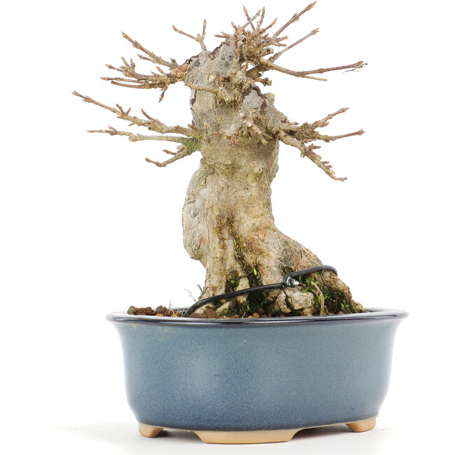 Acer buergerianum, 13 cm, ± 20 anni