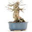 Acer buergerianum, 13 cm, ± 20 ans