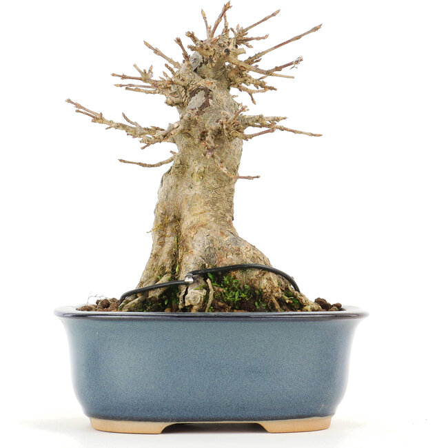 Acer buergerianum, 13 cm, ± 20 Jahre alt